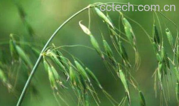 如何区分野燕麦和雀麦 雀麦与野燕麦的区别-0