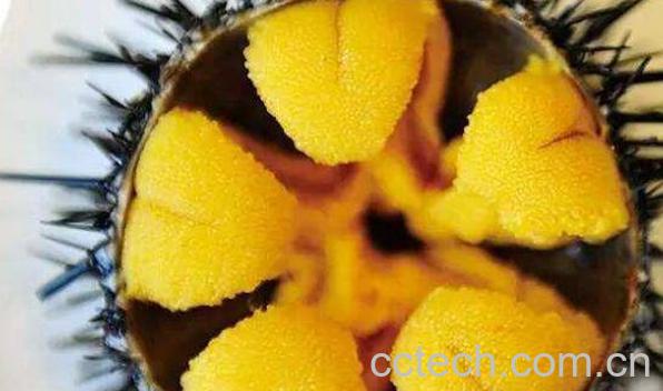 海胆的营养价值 吃海胆的好处与功效-0