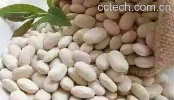 白芸豆减肥有用吗 如何吃白芸豆减肥-1