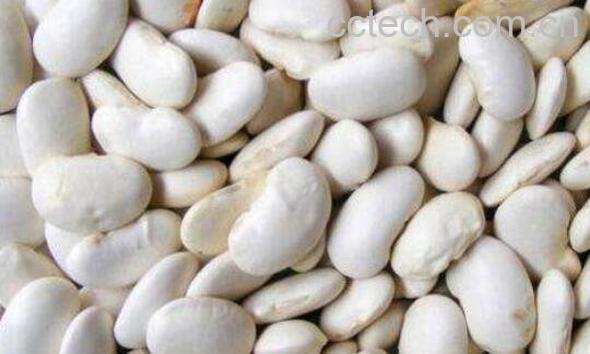 白芸豆减肥有用吗 如何吃白芸豆减肥-0