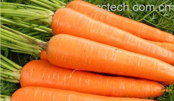 胡萝卜-1