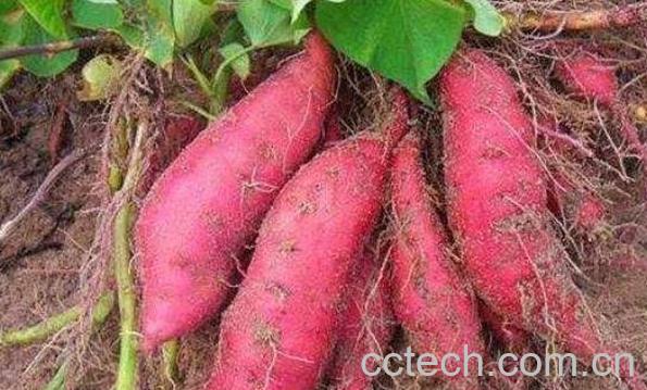地瓜根的功效与作用-1