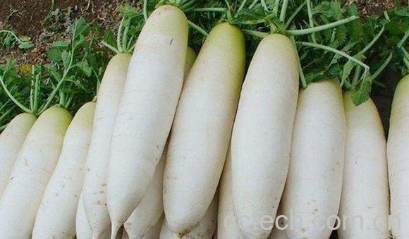 白萝卜汁-1