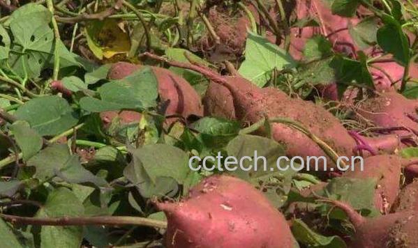 番薯根的功效与作用-1