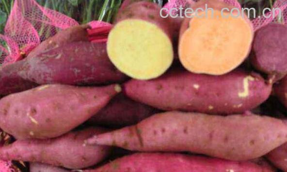 番薯根的功效与作用-0