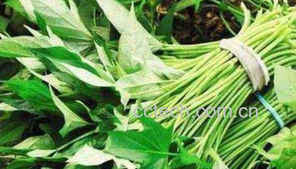 吃地瓜藤的功效与作用-0