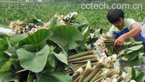 芋荷梗的功效与作用 芋荷梗孕妇可以吃吗-0