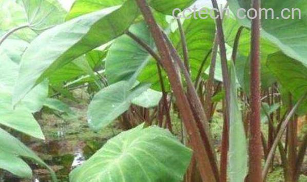 芋荷梗的功效与作用 芋荷梗孕妇可以吃吗-1