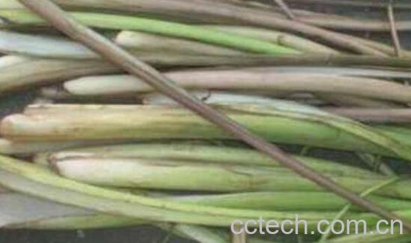 芋梗的功效与作用 芋梗的食用禁忌-0