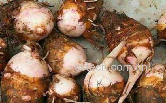 芋头芽能吃吗 芋头芽怎么做好吃-1