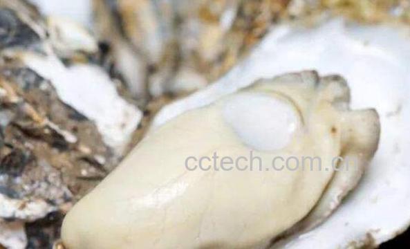 牡蛎怎么吃 牡蛎哪些部位不能吃-1