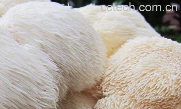 鲜猴头菇怎么处理不苦 新鲜猴头菇怎么去苦味-0