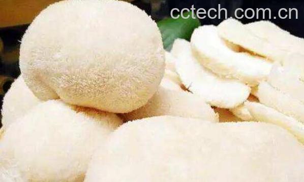 鲜猴头菇怎么处理不苦 新鲜猴头菇怎么去苦味-1