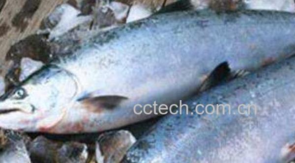 如何挑选三文鱼 选购三文鱼的方法技巧-0