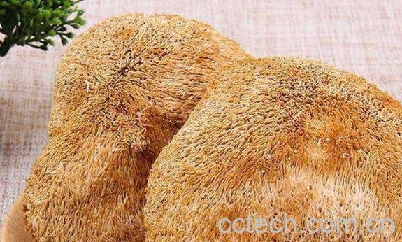 干猴头菇怎么泡发最好 干猴头菇一般泡多久-1