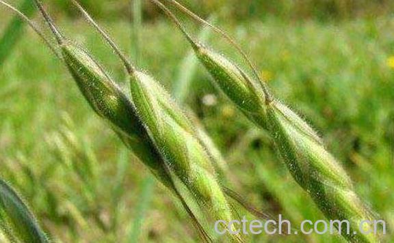 野燕麦有什么作用 野燕麦的功效与作用-0