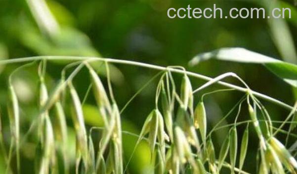 野燕麦有什么作用 野燕麦的功效与作用-1