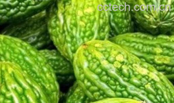 苦瓜素的功效与作用-1