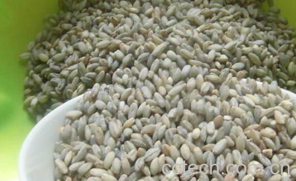 青稞的功效与作用 吃青稞的好处-0