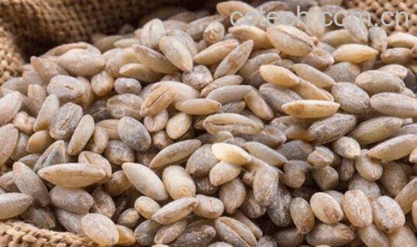 青稞的功效与作用 吃青稞的好处-1