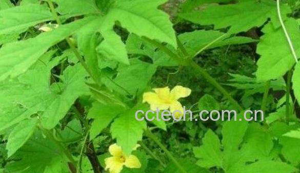 苦瓜叶子的功效与作用-0