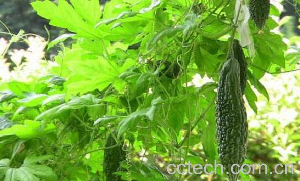 苦瓜叶子的功效与作用-1