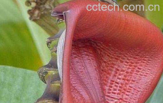 香蕉花的功效与作用 香蕉花什么人禁吃-0