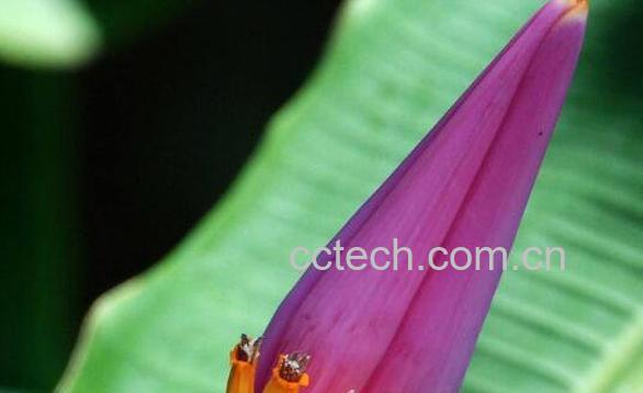 香蕉花的功效与作用 香蕉花什么人禁吃-1