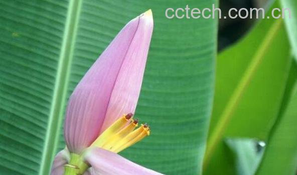 香蕉花怎么吃 香蕉花怎么做好吃-1