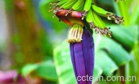 香蕉花怎么吃 香蕉花怎么做好吃-0