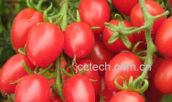 圣女果的功效与作用 圣女果怎么吃-1