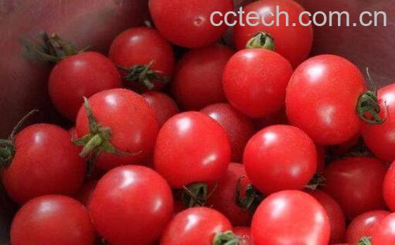 小西红柿的功效与作用-1