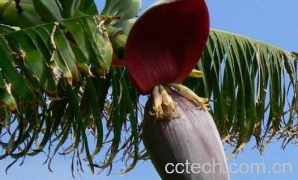 香蕉花怎么做菜 香蕉花怎么吃更健康-0