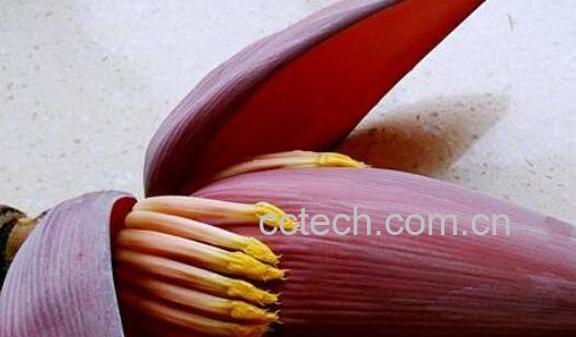 香蕉花怎么做菜 香蕉花怎么吃更健康-1