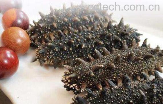 刺海参的功效与作用-0