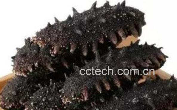 刺海参的功效与作用-1