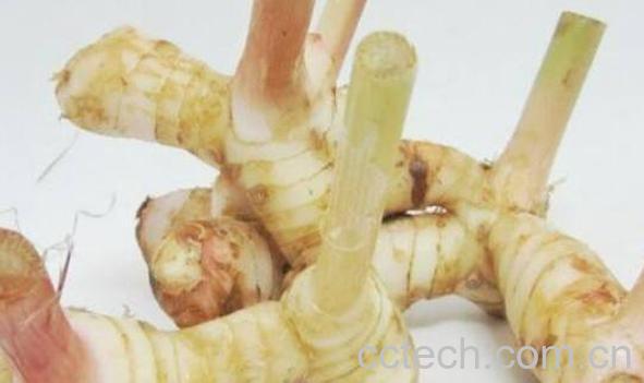 生姜和南姜有什么不同 南姜怎么吃-1