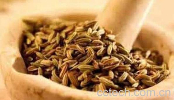 大茴香和小茴香的区别-0