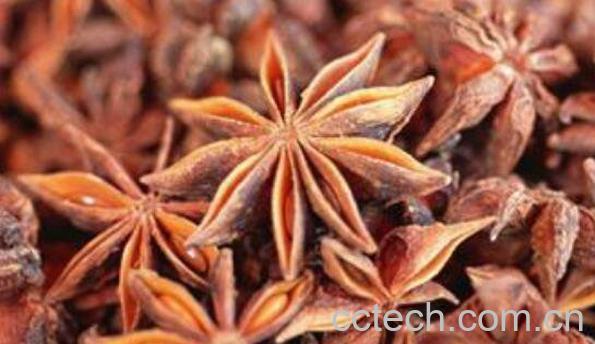 大茴香和小茴香的区别-1