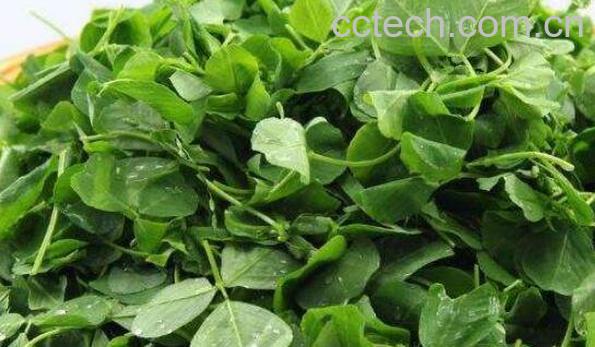 菜苜蓿的功效与作用-1