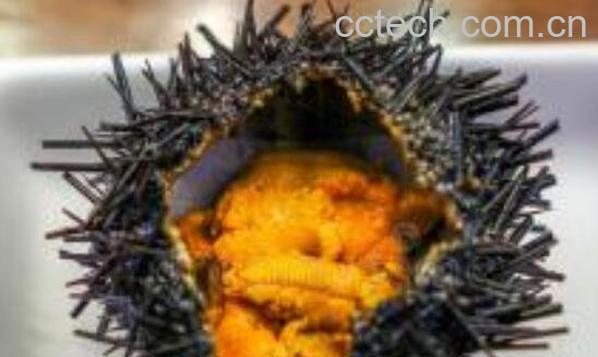 海胆怎么吃有营养价值 海胆不能和什么一起吃-1