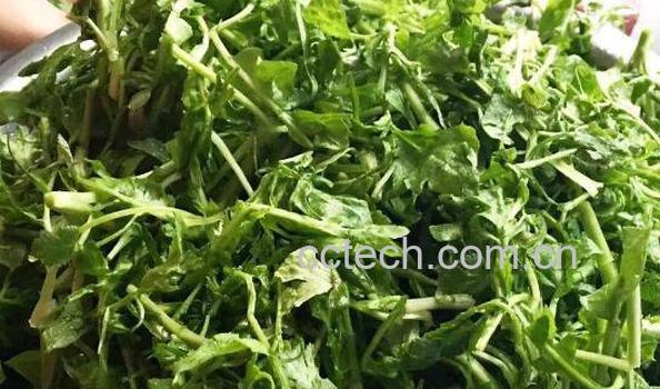 荠菜的功效与作用 荠菜的食用禁忌-0