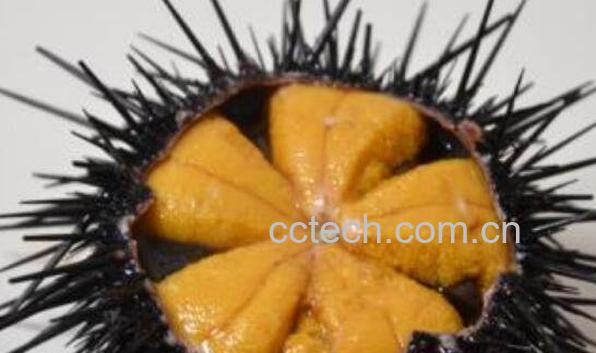 新鲜的海胆怎么处理 海胆怎么处理无毒-0