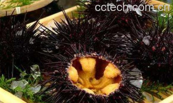 新鲜的海胆怎么处理 海胆怎么处理无毒-1