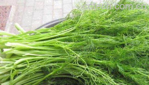 茴香菜的功效与作用 茴香菜怎么吃好-0