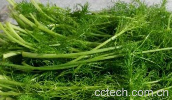 茴香菜的功效与作用 茴香菜怎么吃好-1