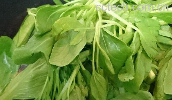 鸡苗菜是什么菜 鸡苗菜该怎么吃-0