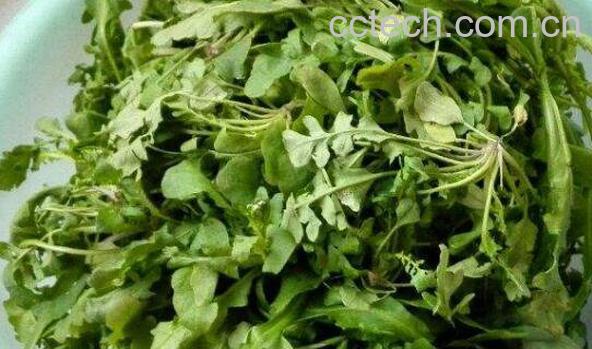 芨芨菜的功效与作用 芨芨菜的食用禁忌-0