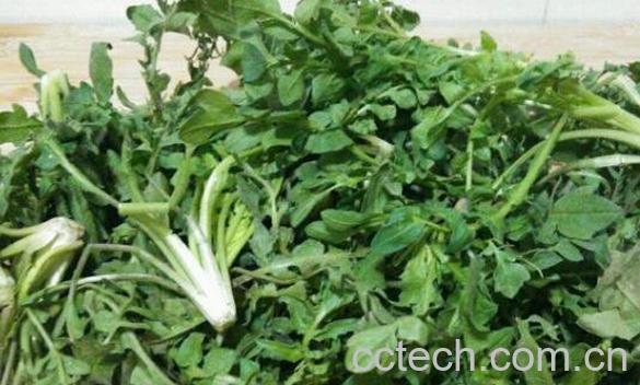 芨芨菜的功效与作用 芨芨菜的食用禁忌-1