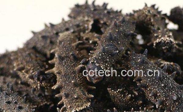 辽参的营养价值 吃辽参的好处-0